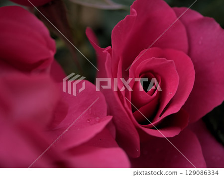 Beautiful pink roses blooming in May after the rain Beautiful pink roses blooming in May after the rain 129086334