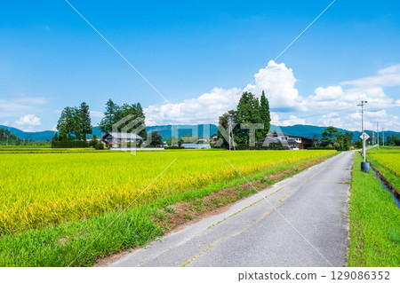 Country landscape in summer 129086352