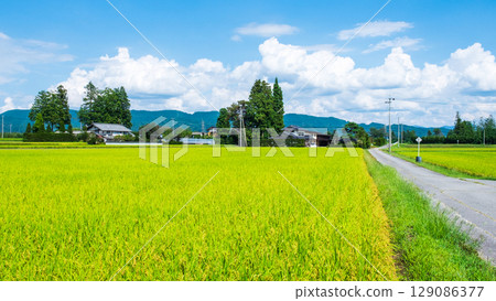Country landscape in summer 129086377