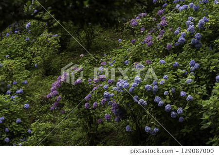 The fantastical gradation of blooming hydrangeas (Minokamo City, Minokamo Health Forest, Hydrangea Pond) The fantastical gradation of blooming hydrangeas (Minokamo City, Minokamo Health Forest, Hydrangea Pond) 129087000