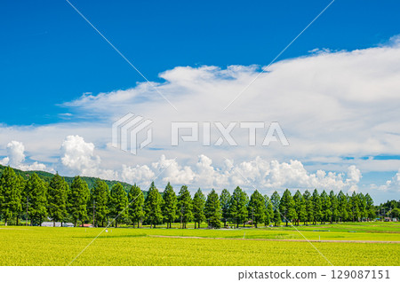 滋賀縣高島市牧野町著名的水杉林蔭道 129087151
