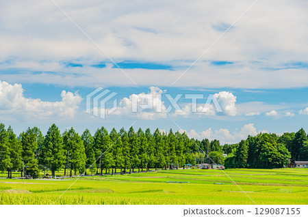 The famous metasequoia tree-lined street in Makino-cho, Takashima City, Shiga Prefecture 129087155
