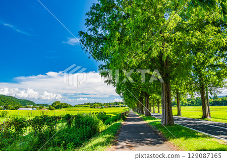 The famous metasequoia tree-lined street in Makino-cho, Takashima City, Shiga Prefecture The famous metasequoia tree-lined street in Makino-cho, Takashima City, Shiga Prefecture 129087165