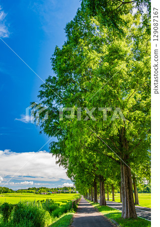 滋賀縣高島市牧野町著名的水杉林蔭道 129087167