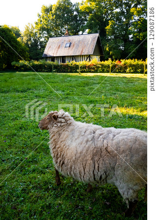Sheep grazing in rustic countryside with cottage and greenery 129087186