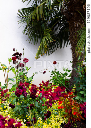 Vibrant garden with red dahlias and tropical palm on white background 129087196