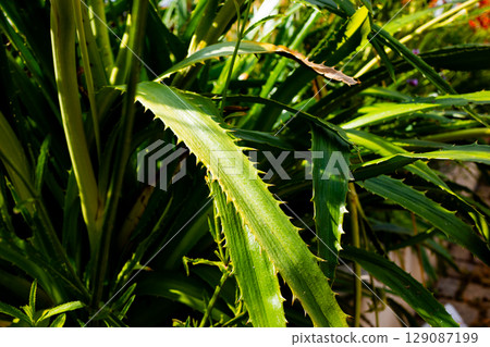 Prickly green aloe vera plant in sunlight with sharp edged leaves 129087199