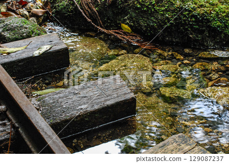 Rainwater flooding the forest railway tracks on Yakushima Rainwater flooding the forest railway tracks on Yakushima 129087237