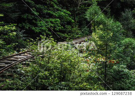 The forest where the Yakushima Forest Railway tracks run 129087238