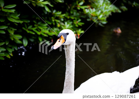 Graceful swan in serene pond with lush green foliage Graceful swan in serene pond with lush green foliage 129087261