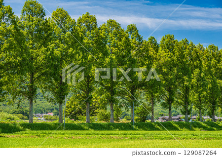 Metasequoia trees along the Chiuchi River in Makino-cho, Takashima City, Shiga Prefecture 129087264