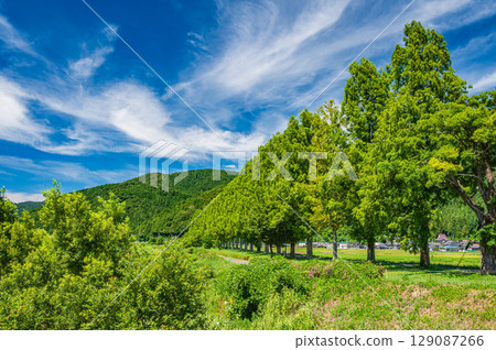 Metasequoia trees along the Chiuchi River in Makino-cho, Takashima City, Shiga Prefecture 129087266