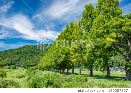 Metasequoia trees along the Chiuchi River in Makino-cho, Takashima City, Shiga Prefecture 129087267
