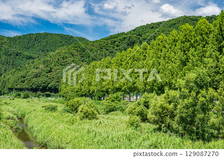 Metasequoia trees along the Chiuchi River in Makino-cho, Takashima City, Shiga Prefecture Metasequoia trees along the Chiuchi River in Makino-cho, Takashima City, Shiga Prefecture 129087270