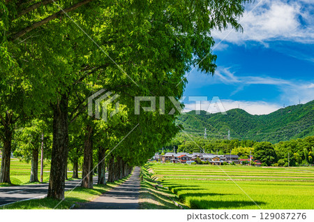 滋賀縣高島市牧野町著名的水杉林蔭道 129087276