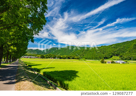 The famous metasequoia tree-lined street in Makino-cho, Takashima City, Shiga Prefecture The famous metasequoia tree-lined street in Makino-cho, Takashima City, Shiga Prefecture 129087277