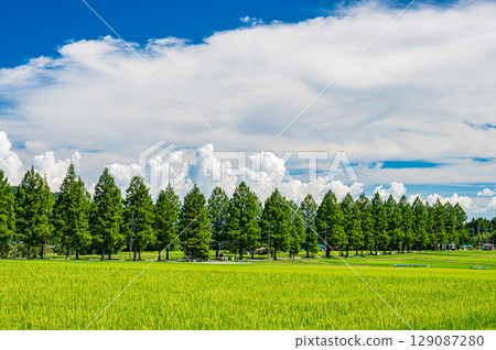 滋賀縣高島市牧野町著名的水杉林蔭道 129087280
