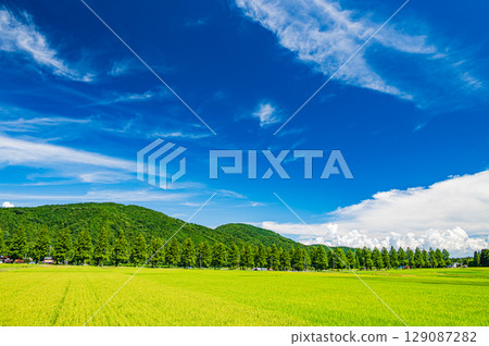 滋賀縣高島市牧野町著名的水杉林蔭道 129087282