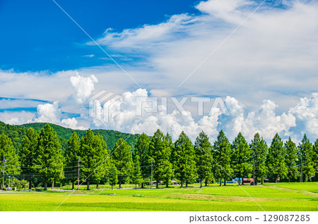 滋賀縣高島市牧野町著名的水杉林蔭道 129087285