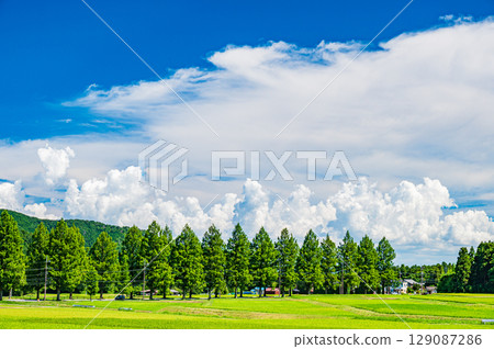 滋賀縣高島市牧野町著名的水杉林蔭道 129087286