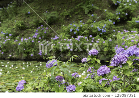 The early summer scenery of blooming hydrangeas and water lilies in the pond at Minokamo Health Forest 129087351
