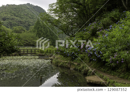 The early summer scenery of blooming hydrangeas and water lilies in the pond at Minokamo Health Forest The early summer scenery of blooming hydrangeas and water lilies in the pond at Minokamo Health Forest 129087352