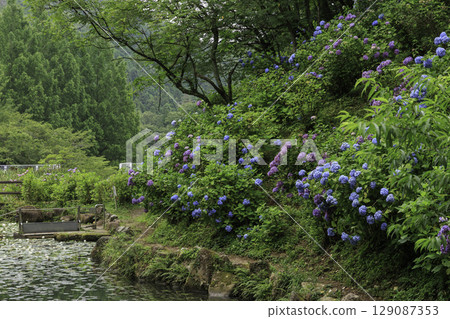 美濃加茂健康森林的池塘裡盛開著繡球花和睡蓮的初夏風景 美濃加茂健康森林的池塘裡盛開著繡球花和睡蓮的初夏風景 129087353