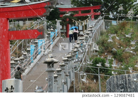 Kabushima Shrine is located on Kabushima, one of Japan's leading breeding grounds for black-tailed gulls. 129087481