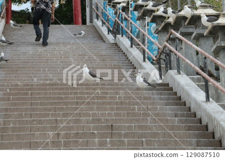 Kabushima Shrine is located on Kabushima, one of Japan's leading breeding grounds for black-tailed gulls. Kabushima Shrine is located on Kabushima, one of Japan's leading breeding grounds for black-tailed gulls. 129087510