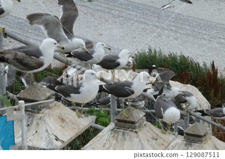 Kabushima Shrine is located on Kabushima, one of Japan's leading breeding grounds for black-tailed gulls. Kabushima Shrine is located on Kabushima, one of Japan's leading breeding grounds for black-tailed gulls. 129087511
