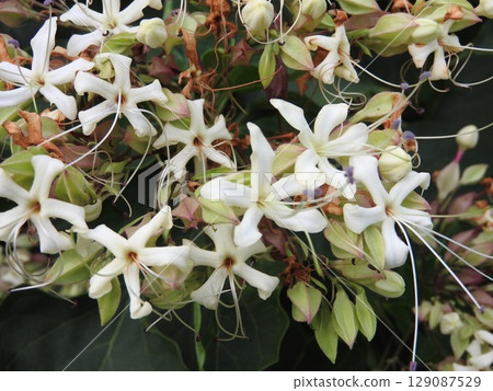 "Clerodendron japonica" of the mint family that blooms in midsummer "Clerodendron japonica" of the mint family that blooms in midsummer 129087529