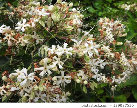 盛夏開花的薄荷科植物“大葉紫羅蘭” 129087530
