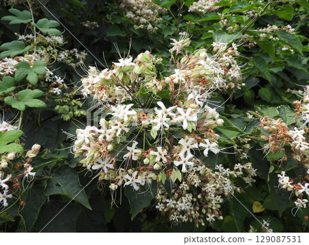 "Clerodendron japonica" of the mint family that blooms in midsummer "Clerodendron japonica" of the mint family that blooms in midsummer 129087531