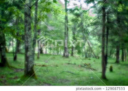 綠色森林深處閃耀著光芒的夢幻風景 綠色森林深處閃耀著光芒的夢幻風景 129087533