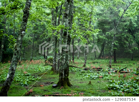 清新綠色的森林中盛開著小紅花的美麗風景 129087534