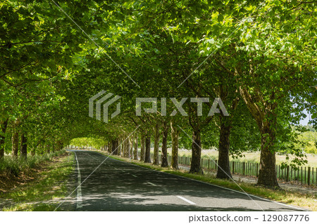 紐西蘭霍克斯灣蒂瑪塔峰附近綠樹成蔭的懷瑪拉瑪路 紐西蘭霍克斯灣蒂瑪塔峰附近綠樹成蔭的懷瑪拉瑪路 129087776