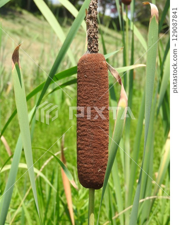 Cattail spike: A fluffy flower spike shaped like a sausage Cattail spike: A fluffy flower spike shaped like a sausage 129087841
