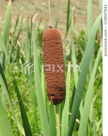香蒲穗：一種形狀像香腸的蓬鬆花穗 129087842