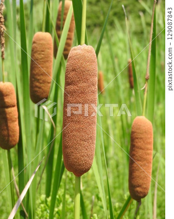 香蒲穗：一種形狀像香腸的蓬鬆花穗 129087843