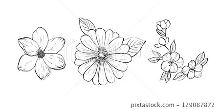 Vector delicate flower set. Hand painted linear contour magnolia, plumeria, gerbera sakura. Graphic clipart isolated. Botanical, tattoo and wedding illustration. For designers, invitations, decoration Vector delicate flower set. Hand painted linear contour magnolia, plumeria, gerbera sakura. Graphic clipart isolated. Botanical, tattoo and wedding illustration. For designers, invitations, decoration 129087872