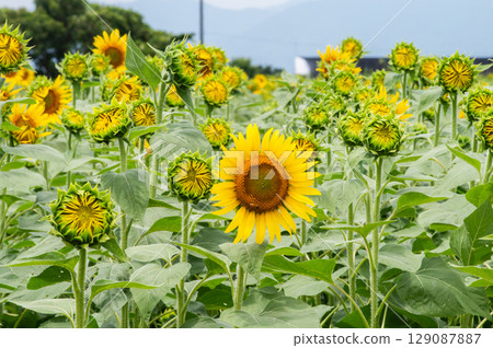 Sunflower field with bees flying around 129087887