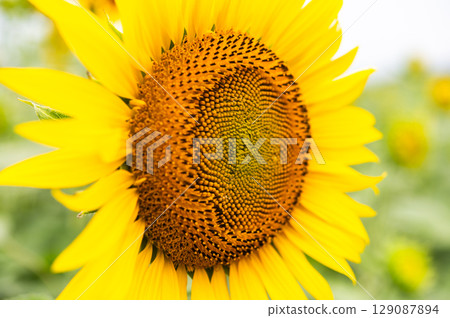 Sunflower field with bees flying around 129087894