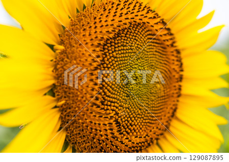 Sunflower field with bees flying around Sunflower field with bees flying around 129087895