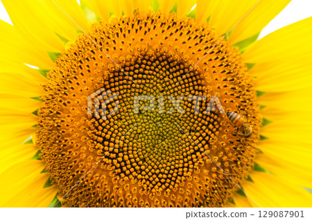 Sunflower field with bees flying around 129087901
