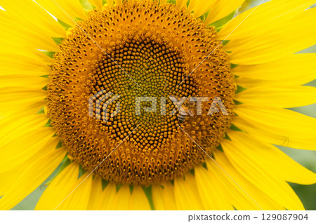 蜜蜂飛來飛去的向日葵田 129087904