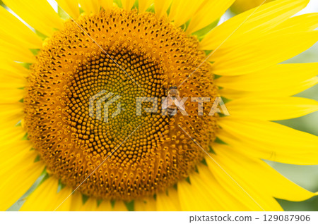 蜜蜂飛來飛去的向日葵田 129087906