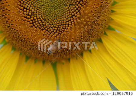 Sunflower field with bees flying around 129087916