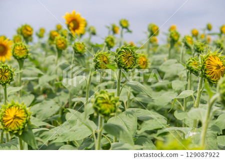 蜜蜂飛來飛去的向日葵田 129087922
