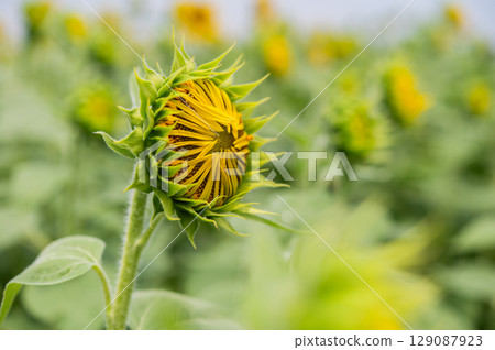 蜜蜂飛來飛去的向日葵田 129087923