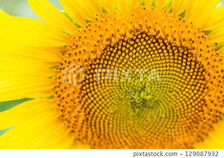 Sunflower field with bees flying around Sunflower field with bees flying around 129087932